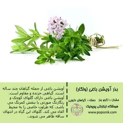 مجموعه بذر آویشن