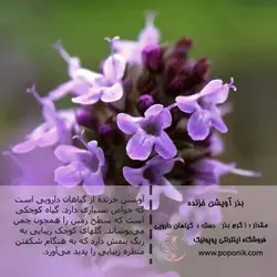 مجموعه بذر آویشن
