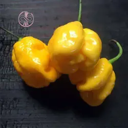 بذر فلفل زرد عقربی موروگا