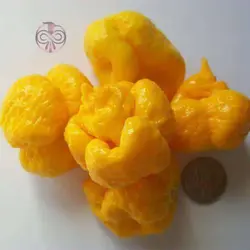 بذر فلفل زرد عقربی موروگا
