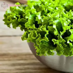 بذر کاهو سالاد بول سبز