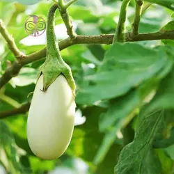 بذر بادمجان سفید گوست باستر