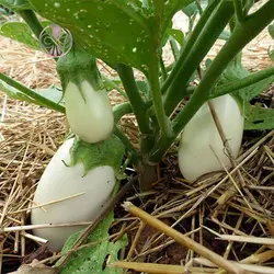 بذر بادمجان سفید گوست باستر