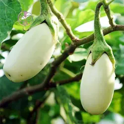 بذر بادمجان سفید گوست باستر