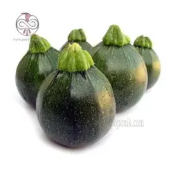 بذر کدو توپی سبز