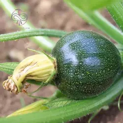 بذر کدو توپی سبز