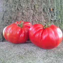 بذر گوجه فرنگی مارماندی