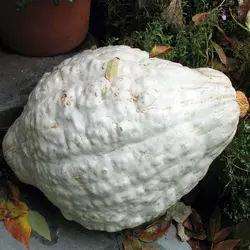 بذر کدو تنبل آبی هیوبارد