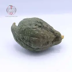 بذر کدو تنبل آبی هیوبارد