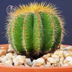 بذر کاکتوس پارودیا مگنی فیکا