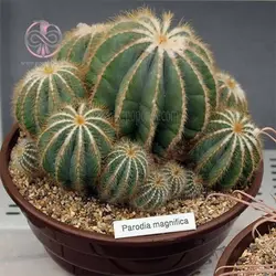 بذر کاکتوس پارودیا مگنی فیکا