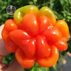بذر فلفل اجی دو سی نارنجی