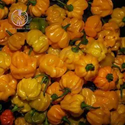 بذر فلفل اجی دو سی نارنجی