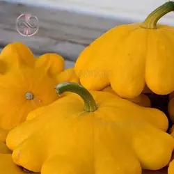 بذر کدو ستاره ای نارنجی