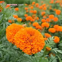 بذر گل جعفری نارنجی