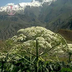 بذر گلپر