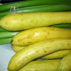 بذر بادمجان قلمی زرد