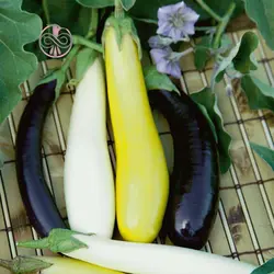 بذر بادمجان قلمی زرد