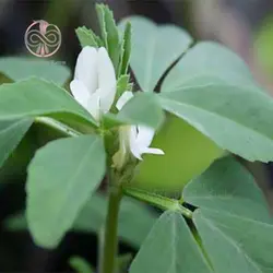 بذر شنبلیله اردستانی