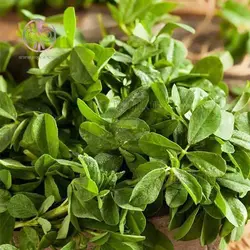 بذر شنبلیله اردستانی