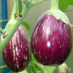 بذر بادمجان نوار بلند