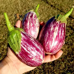 بذر بادمجان نوار بلند