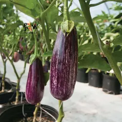 بذر بادمجان نوار بلند