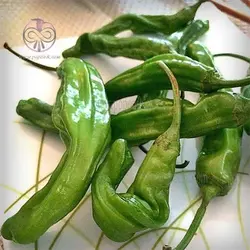 بذر فلفل سبز چروکیده