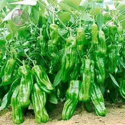 بذر فلفل سبز چروکیده