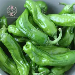 بذر فلفل سبز چروکیده