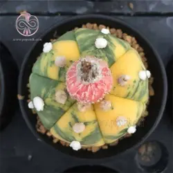 بذر کاکتوس آستریاس ابلق