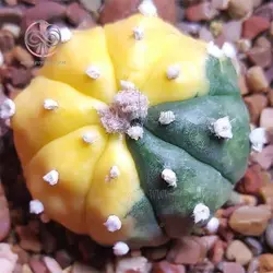 بذر کاکتوس آستریاس ابلق