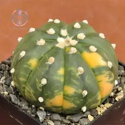 بذر کاکتوس آستریاس ابلق