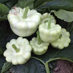 بذر کدو ستاره ای سفید