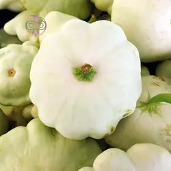 بذر کدو ستاره ای سفید