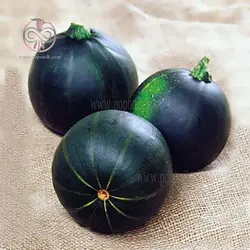 بذر کدو توپی سیاه