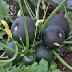 بذر کدو توپی سیاه