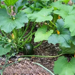 بذر کدو توپی سیاه