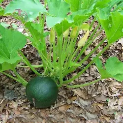 بذر کدو توپی سیاه