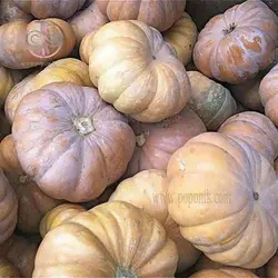 بذر کدو تنبل انجیری