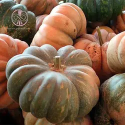 بذر کدو تنبل انجیری