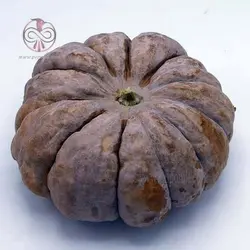 بذر کدو تنبل انجیری