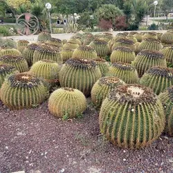 بذر کاکتوس اچینو گروزنی تیغ زرد