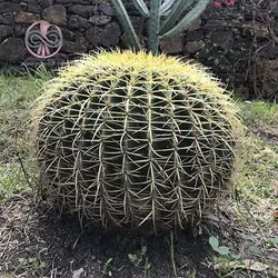 بذر کاکتوس اچینو گروزنی تیغ زرد