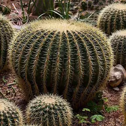 بذر کاکتوس اچینو گروزنی تیغ زرد