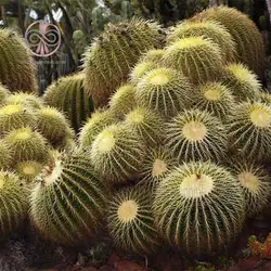 بذر کاکتوس اچینو گروزنی تیغ زرد