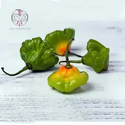بذر فلفل اجی دو سی سبز