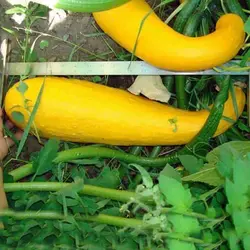 بذر کدو مسما زرد