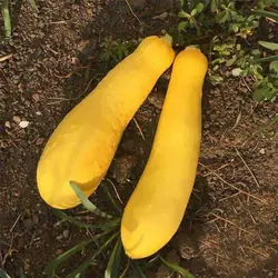 بذر کدو مسما زرد