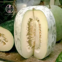 بذر کدو واکسی (خربزه زمستانی)